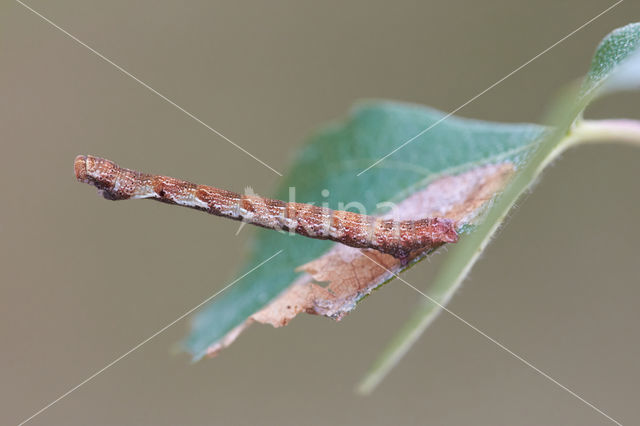 Berkenoogspanner (Cyclophora albipunctata)