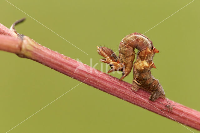 Herculesje (Selenia dentaria)