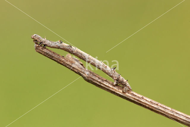 Oranje iepentakvlinder (Angerona prunaria)