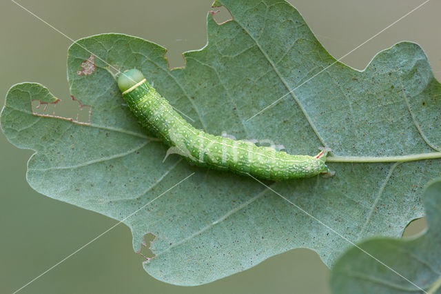 Green Silver-lines (Pseudoips prasinana)