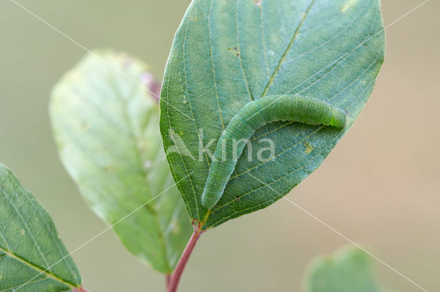 Citroenvlinder (Gonepteryx rhamni)