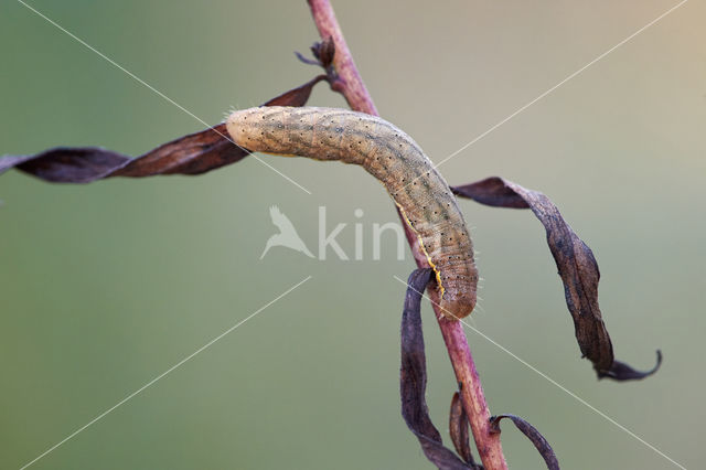 Variabele w-uil (Lacanobia suasa)