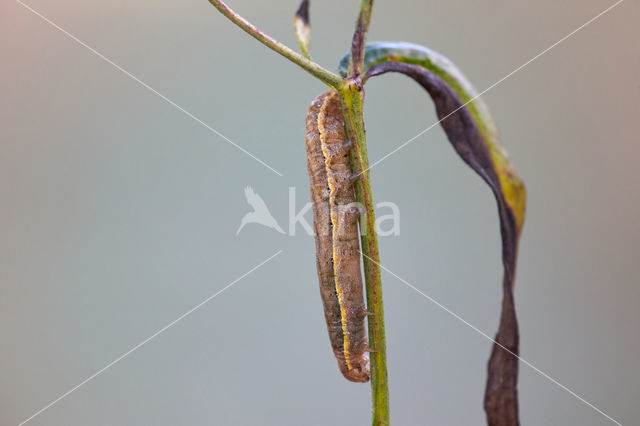 Variabele w-uil (Lacanobia suasa)