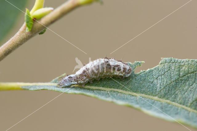 Cream-bordered Green Pea (Earias clorana)