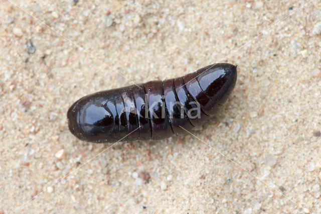 Lobster Moth (Stauropus fagi)