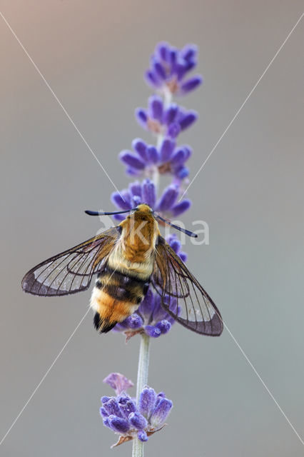 Hommelvlinder (Hemaris tityus)