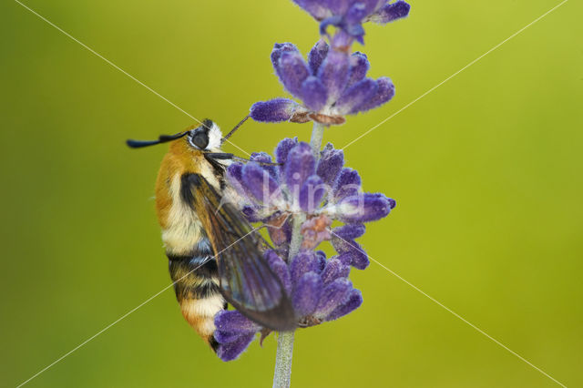 Hommelvlinder (Hemaris tityus)