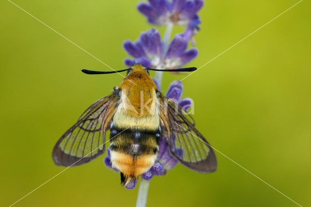 Hemaris tityus