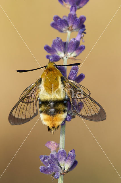 Hommelvlinder (Hemaris tityus)