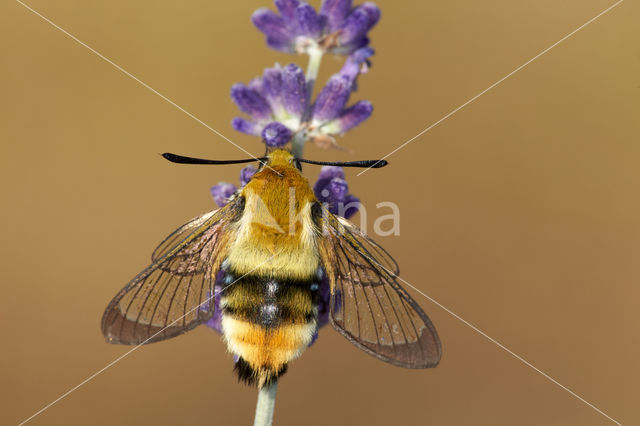 Hemaris tityus