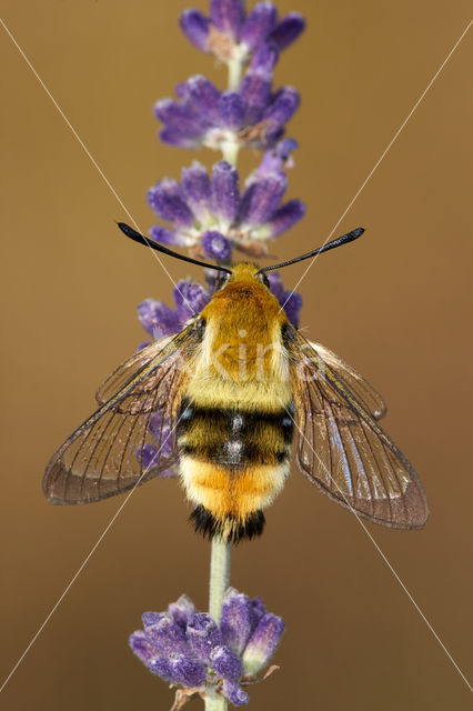 Hemaris tityus