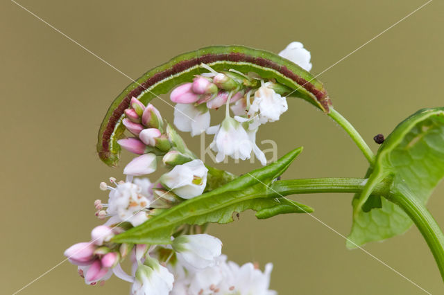 Glanzende marmeruil (Pseudeustrotia candidula)