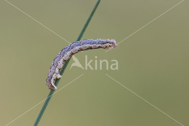 Dark-barred Twin-spot Carpet (Xanthorhoe ferrugata)