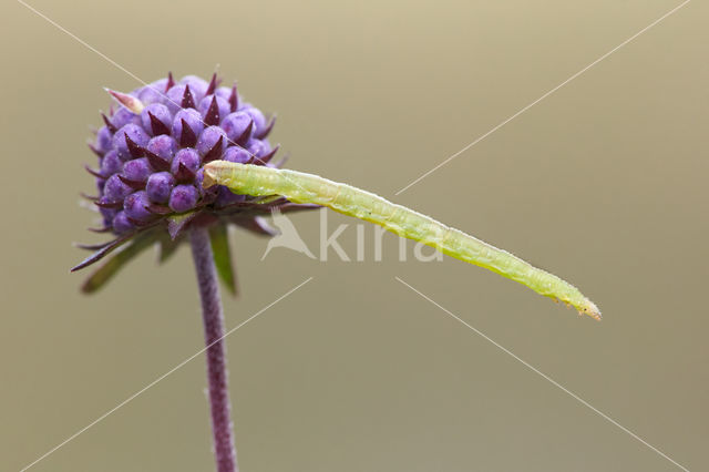 Dwarsbanddwergspanner (Eupithecia subumbrata)