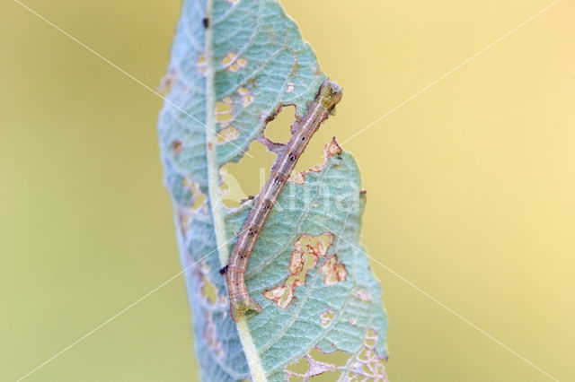 Bruine grijsbandspanner (Cabera exanthemata)