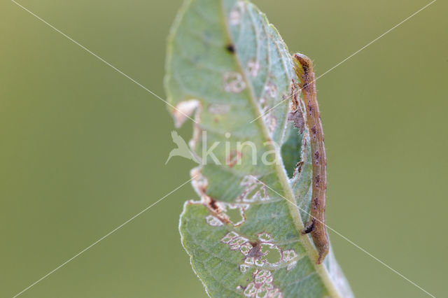 Bruine grijsbandspanner (Cabera exanthemata)