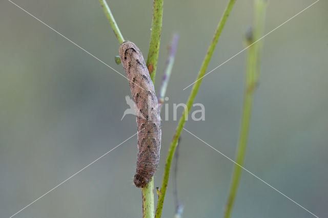 W-uil (Lacanobia thalassina)