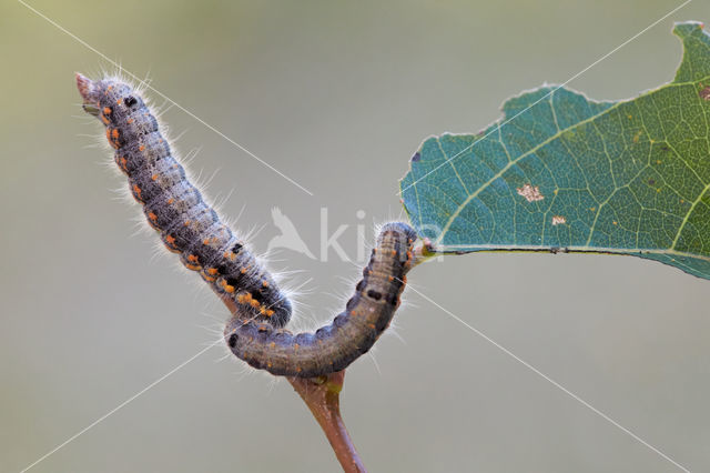 Donkere wapendrager (Clostera pigra)