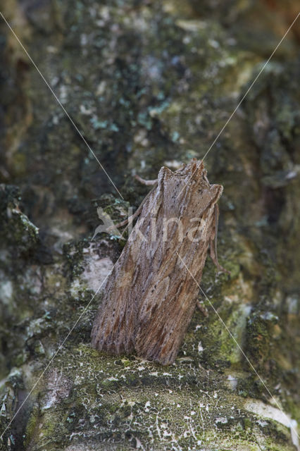 Pale Pinion (Lithophane socia)