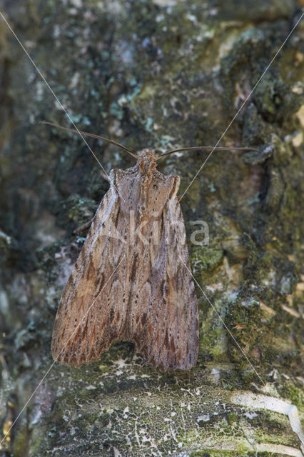 Geelbruine houtuil (Lithophane socia)