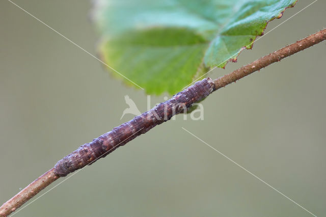 Geelbruine bandspanner (Plagodis pulveraria)