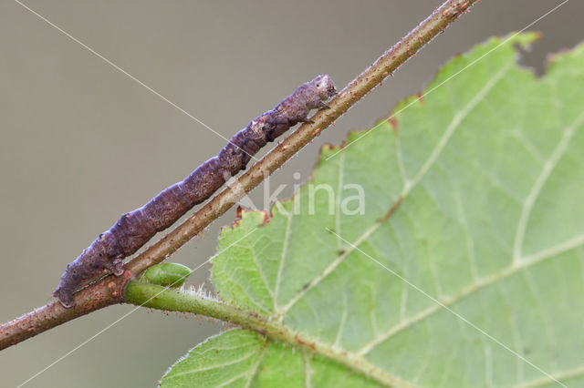 Geelbruine bandspanner (Plagodis pulveraria)