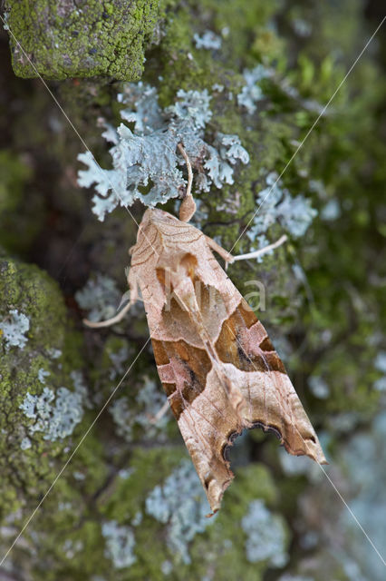 Agaatvlinder (Phlogophora meticulosa)