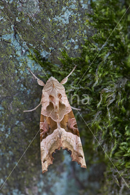 Agaatvlinder (Phlogophora meticulosa)