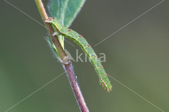 Brummelspanner (Mesoleuca albicillata)