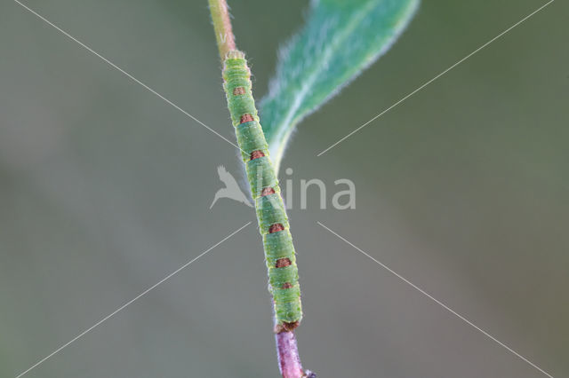 Brummelspanner (Mesoleuca albicillata)