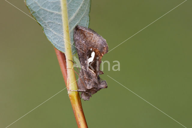 Getekende gamma-uil (Macdunnoughia confusa)