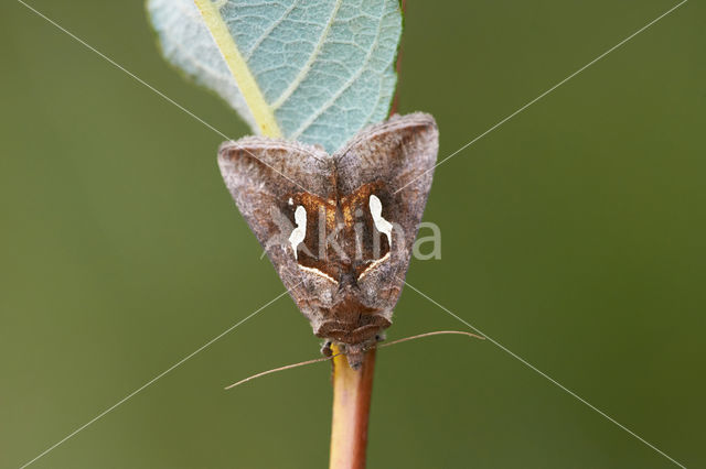 Getekende gamma-uil (Macdunnoughia confusa)