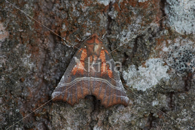 Roesje (Scoliopteryx libatrix)