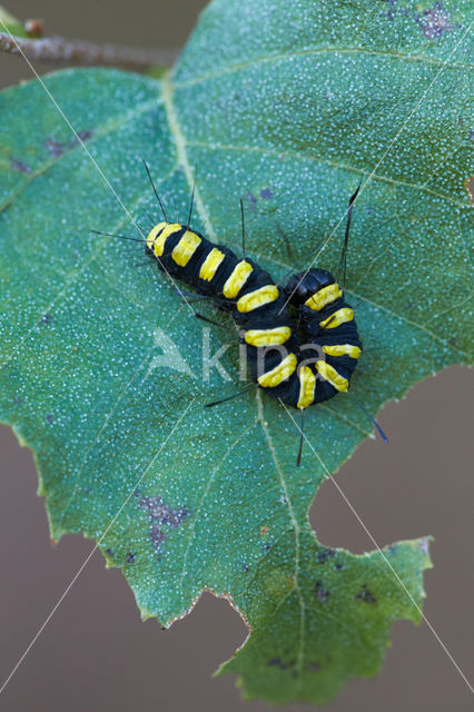 Alder Moth (Acronicta alni)