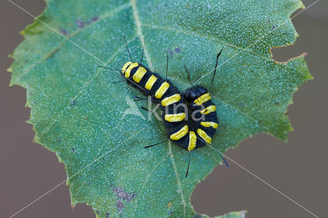 Alder Moth (Acronicta alni)