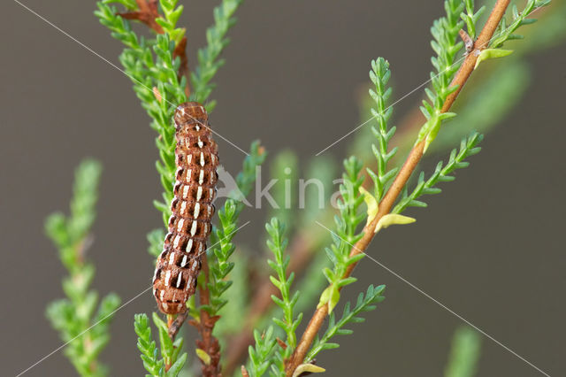 True Lover's Knot (Lycophotia porphyrea)