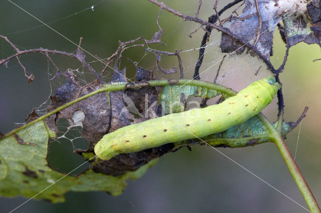 Geoogde w-uil (Lacanobia contigua)