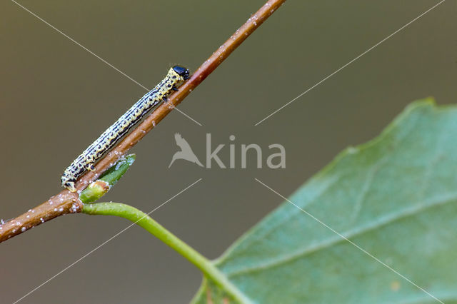 Clouded magpie (Abraxas sylvata