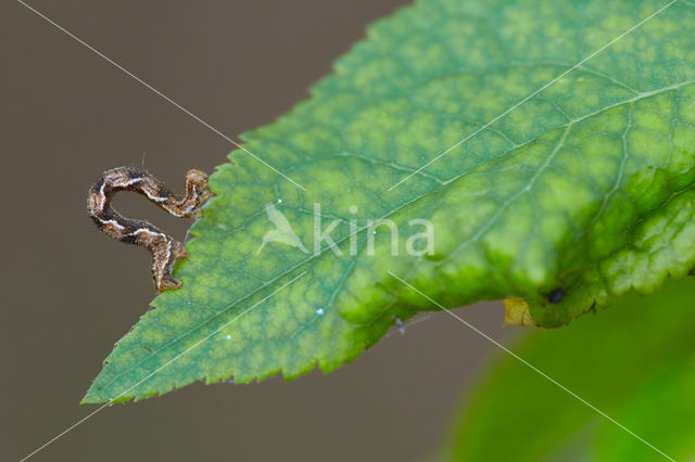 Guldenroededwergspanner (Eupithecia virgaureata)