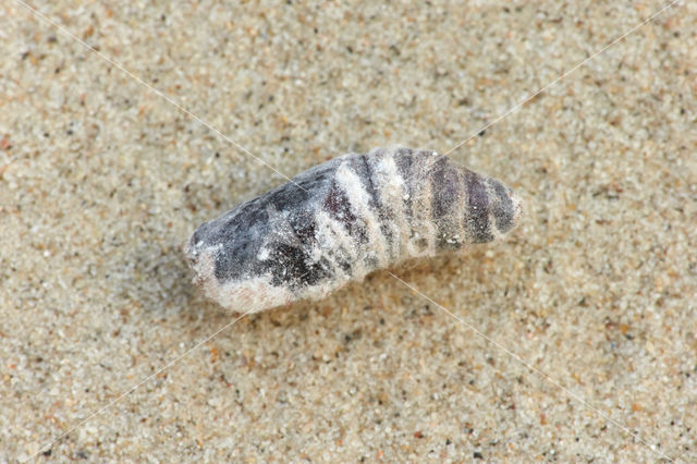 Phyllodesma tremulifolia