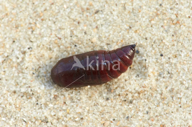 Purple Cloud (Actinotia polyodon)