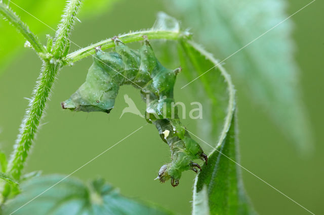 Donker Brandnetelkapje (Abrostola triplasia)