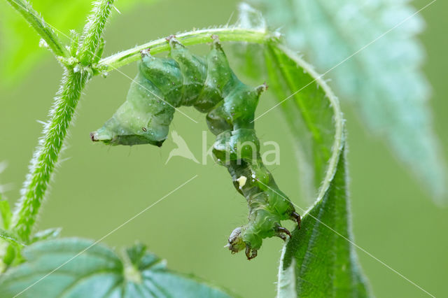 Dark Spectacle (Abrostola triplasia)