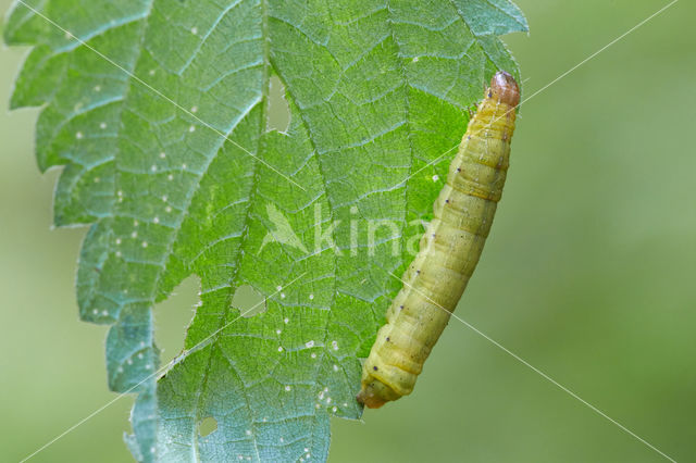 Haarbos (Ochropleura plecta)