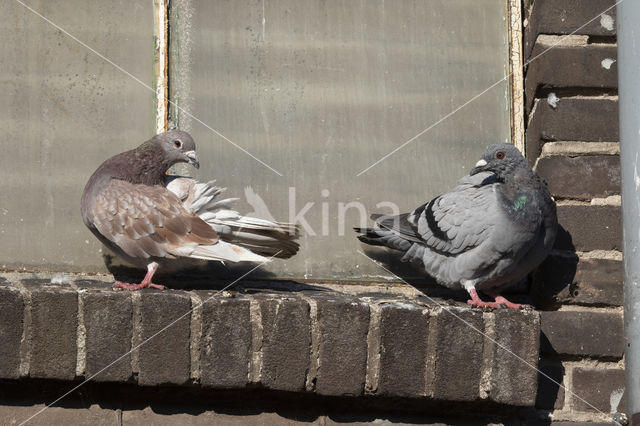 Feral Pigeon (Columba livia domestica)