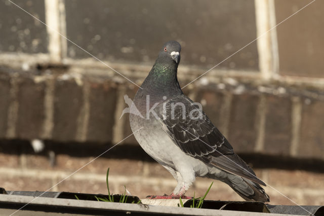 Feral Pigeon (Columba livia domestica)