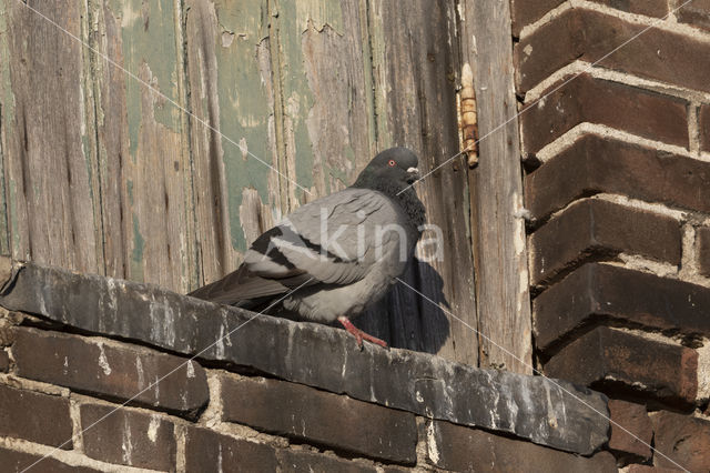 Feral Pigeon (Columba livia domestica)