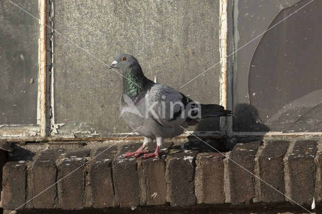 Feral Pigeon (Columba livia domestica)