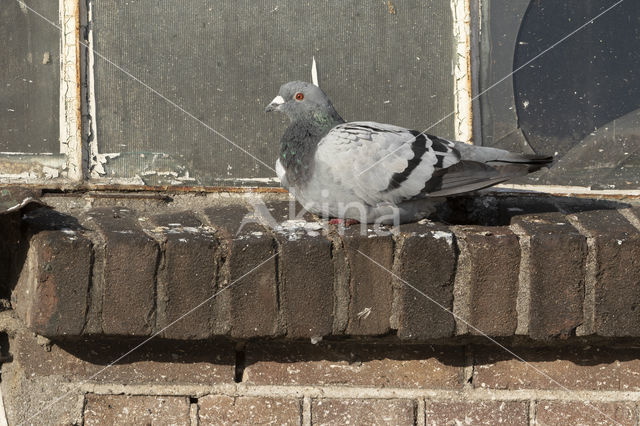 Feral Pigeon (Columba livia domestica)