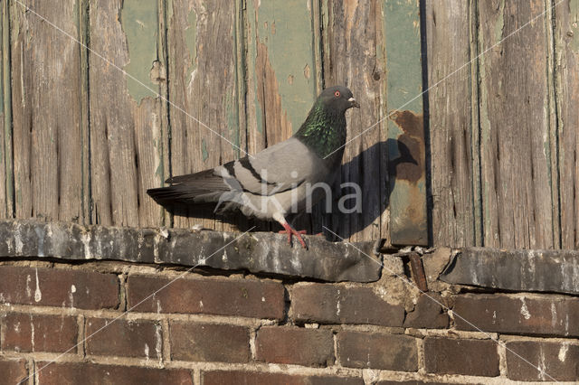 Feral Pigeon (Columba livia domestica)